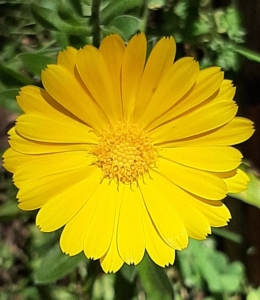 caléndula