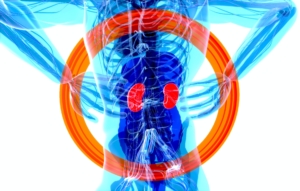 protector renal