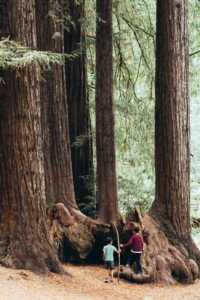 Trepando árboles